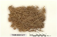 藏品(泥炭苔)的圖片